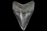 Serrated, Fossil Megalodon Tooth - Georgia #108843-1